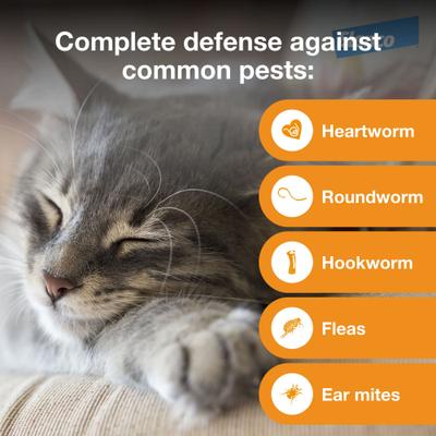 Show full view: Advantage Multi Topical Solution for Cats, 2-5 lbs, (Turquoise Box), 3 Doses (3-mo. supply) slide 4 of 9