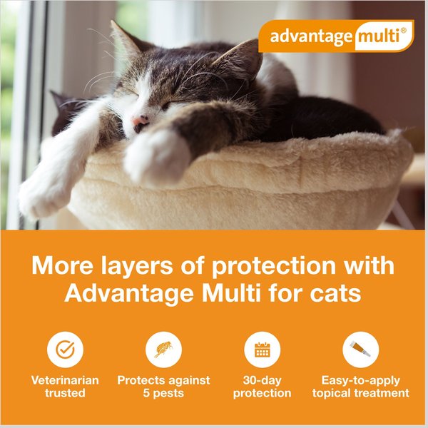 Show full view: Advantage Multi Topical Solution for Cats, 9.1-18 lbs, (Purple Box), 6 Doses (6-mos. supply) slide 3 of 11