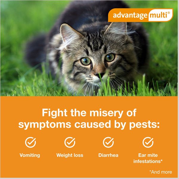 Show full view: Advantage Multi Topical Solution for Cats, 9.1-18 lbs, (Purple Box), 6 Doses (6-mos. supply) slide 5 of 11