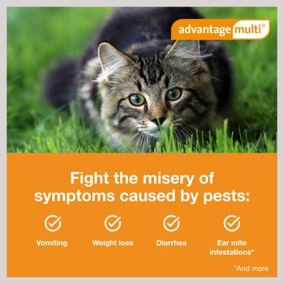 Show full view: Advantage Multi Topical Solution for Cats, 9.1-18 lbs, (Purple Box), 6 Doses (6-mos. supply) slide 5 of 11