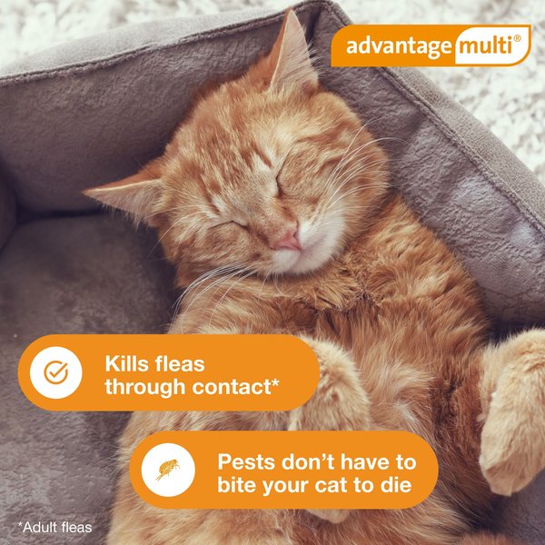Show full view: Advantage Multi Topical Solution for Cats, 9.1-18 lbs, (Purple Box), 6 Doses (6-mos. supply) slide 7 of 11