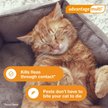 Show in main carousel: Advantage Multi Topical Solution for Cats, 9.1-18 lbs, (Purple Box), 6 Doses (6-mos. supply) slide 7 of 11