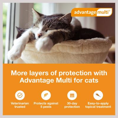 Show full view: Advantage Multi Topical Solution for Cats & Ferrets, 5.1-9 lbs (Orange Box), 6 Doses (6-mos. supply) slide 3 of 11