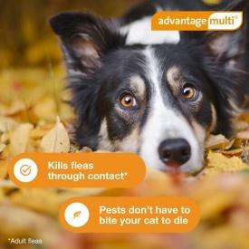 Show full view: Advantage Multi Topical Solution for Dogs, 20.1-55 lbs, (Red Box), 12 Doses (12-mos. supply) slide 6 of 9