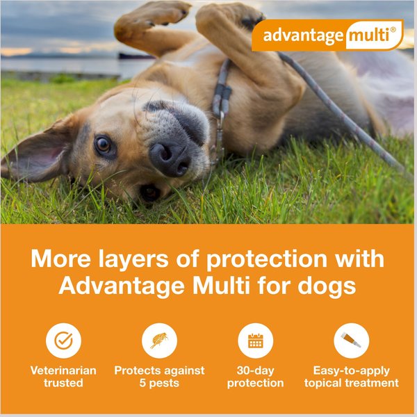 Show full view: Advantage Multi Topical Solution for Dogs, 20.1-55 lbs, (Red Box), 6 Doses (6-mos. supply) slide 2 of 11