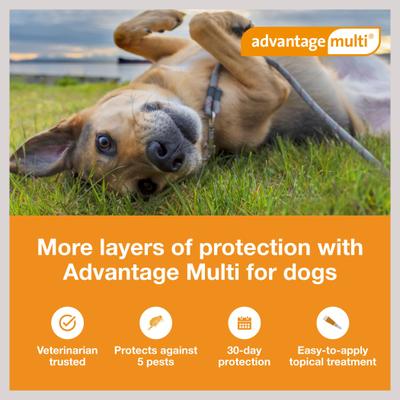 Show full view: Advantage Multi Topical Solution for Dogs, 20.1-55 lbs, (Red Box), 6 Doses (6-mos. supply) slide 2 of 11