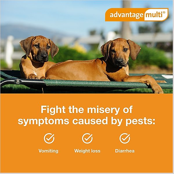 Show full view: Advantage Multi Topical Solution for Dogs, 20.1-55 lbs, (Red Box), 6 Doses (6-mos. supply) slide 4 of 11