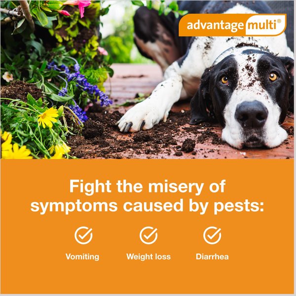 Advantage Multi Topical Solution for Dogs, 55.1-88 lbs, (Blue Box)