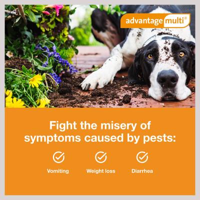 Show full view: Advantage Multi Topical Solution for Dogs, 55.1-88 lbs, (Blue Box), 6 Doses (6-mos. supply) slide 5 of 11