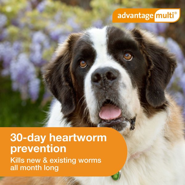 Advantage Multi Topical Solution for Dogs, 55.1-88 lbs, (Blue Box)