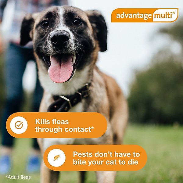Advantage Multi Topical Solution for Dogs, 55.1-88 lbs, (Blue Box)