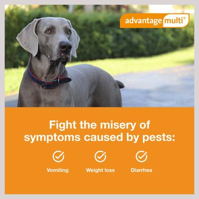 Show full view: Advantage Multi Topical Solution for Dogs, 88.1-110 lbs, (Brown Box), 6 Doses (6-mos. supply) slide 4 of 11