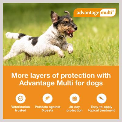 Show full view: Advantage Multi Topical Solution for Dogs, 9.1-20 lbs, (Teal Box), 6 Doses (6-mos. supply) slide 3 of 11