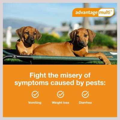 Show full view: Advantage Multi Topical Solution for Dogs, 9.1-20 lbs, (Teal Box), 6 Doses (6-mos. supply) slide 5 of 11