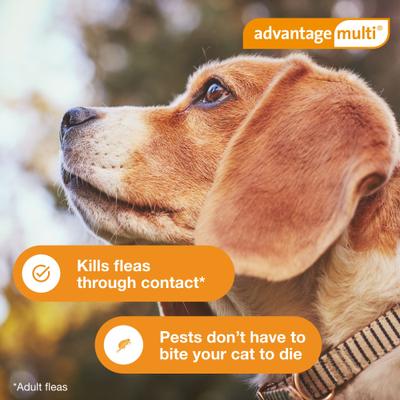 Show full view: Advantage Multi Topical Solution for Dogs, 9.1-20 lbs, (Teal Box), 6 Doses (6-mos. supply) slide 7 of 11