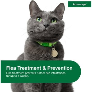 Advantage Topical Flea Prevention for Large Cats, 9 lbs+, 2-Monthly Treatments