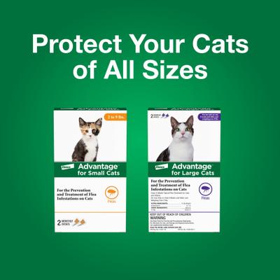 Show full view: Advantage Topical Flea Prevention for Large Cats, 9 lbs+, 2-Monthly Treatments slide 8 of 10