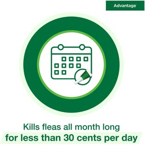 Advantage Topical Flea Prevention for Large Cats, 9 lbs+, 2-Monthly Treatments
