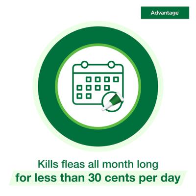 Show full view: Advantage Topical Flea Prevention for Large Cats, 9 lbs+, 2-Monthly Treatments slide 6 of 10