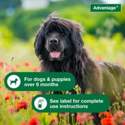 Show full view: Advantage Topical & Indoor Flea & Tick Spray for Dogs, 15-fl oz bottle slide 4 of 9