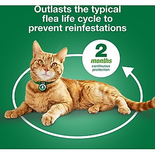 Advantage XD Large Cat Treatment, 2 count slide 8 of 9