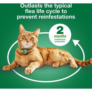 Advantage XD Large Cat Treatment, 4 count