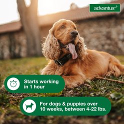 Advantus Flea Oral Treatment for Dogs, 4-22 lbs, 30 Soft Chews slide 2 of 7
