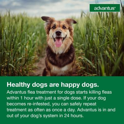 Show full view: Advantus Flea Oral Treatment for Dogs, 4-22 lbs, 30 Soft Chews slide 6 of 9