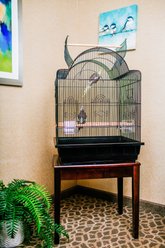 A&E Cage Company 32-in Victorian Open Top Bird Cage, Black, Medium