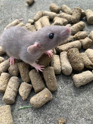 Show full view: AgSolv Feed Health Rodent 18% Grower & Breeder Small Pet Food, 20-lb bag slide 5 of 8