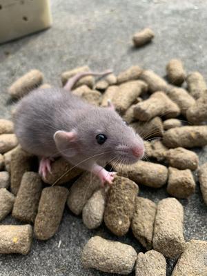 Show full view: AgSolv Feed Health Rodent 18% Grower & Breeder Small Pet Food, 40-lb bag slide 5 of 8