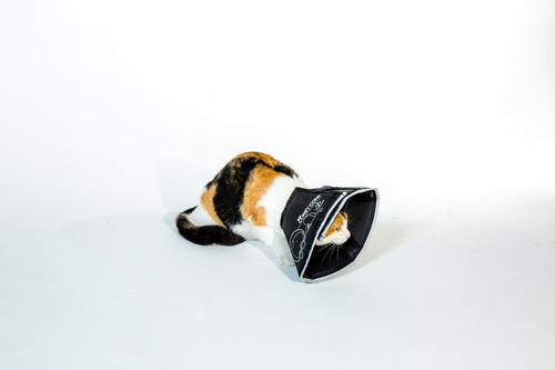 Show full view: All Four Paws Comfy Cone E-Collar for Dogs & Cats, Black, Small slide 5 of 13