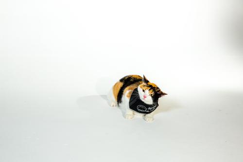 Show full view: All Four Paws Comfy Cone E-Collar for Dogs & Cats, Black, X-Small slide 6 of 13