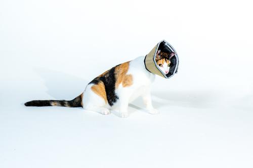 All Four Paws Comfy Cone E-Collar for Dogs & Cats, Tan