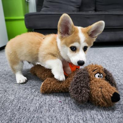 Show full view: allforpaws Calming Pals Anti-Anxiety Plush Buddy Dog Toy, Brown slide 6 of 10