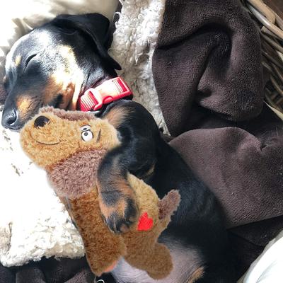 Show full view: allforpaws Calming Pals Anti-Anxiety Plush Buddy Dog Toy, Brown slide 4 of 10