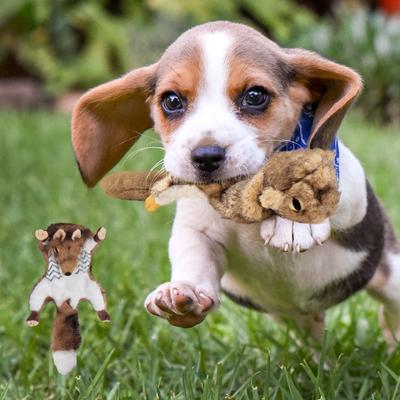 Show full view: allforpaws Classic Road Kill Fox Plush Dog Toy, Brown slide 6 of 8