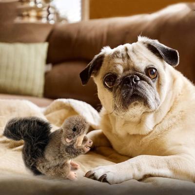 Show full view: allforpaws Classic Squirrel Squeaky Plush Dog Toy, Dark Gray, Large slide 6 of 9