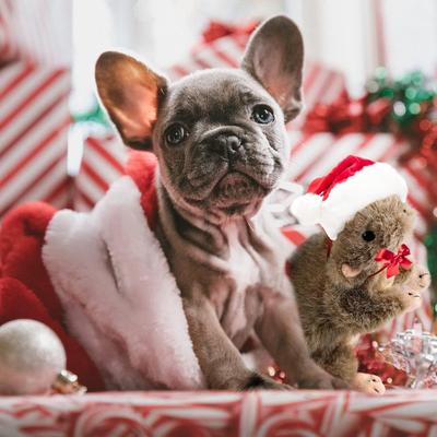 Show full view: allforpaws Classic Squirrel Squeaky Plush Dog Toy, Dark Gray, Large slide 5 of 9