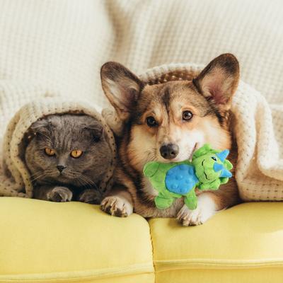 Show full view: allforpaws My T-Rex Thomas The Mini Triceratops Plush Squeaky Dog Toy, Green, Small slide 8 of 9