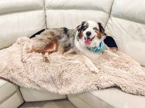 Show full view: Alpha Paw PawProof Dog Throw Blanket, Beige, Medium slide 3 of 3