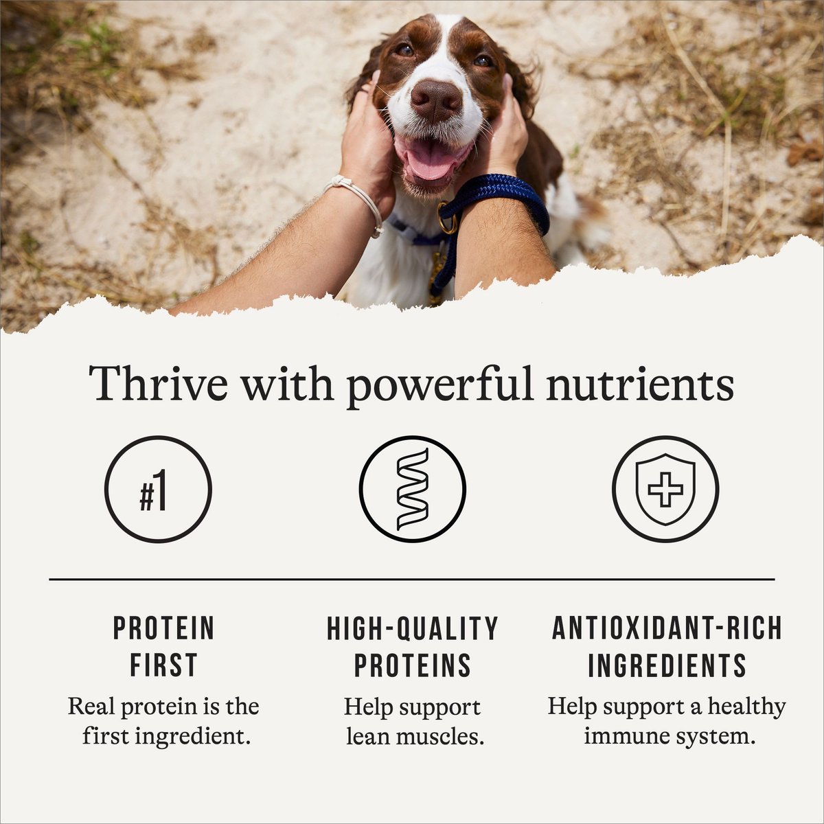 American Journey Premium Loaf Turkey & Vegetables Recipe Canned Dog Food