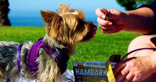 Show full view: American Pet Food Hambarker All Natural Grain-Free Dog Treat, 5-oz bag, 15 count slide 4 of 9