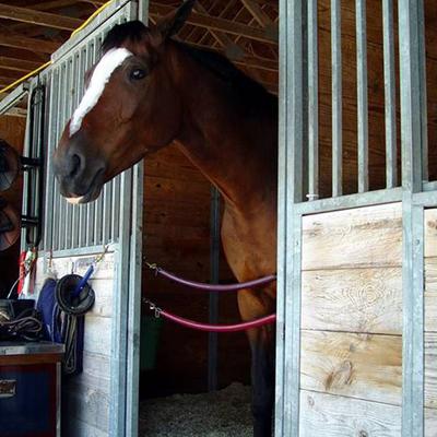 Show full view: America's Choice Medium Flake Poultry Bedding, 6.0-cu ft slide 4 of 5