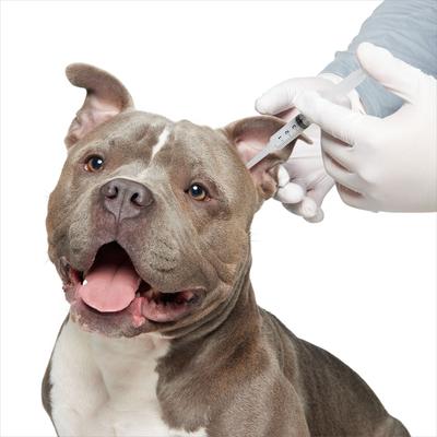 Show full view: Amikacin/ Ketoconazole/ Triamcinolone (AKT) Compounded Otic Ointment, 1%/1%/0.1%, 3 mL for Veterinary use slide 3 of 7