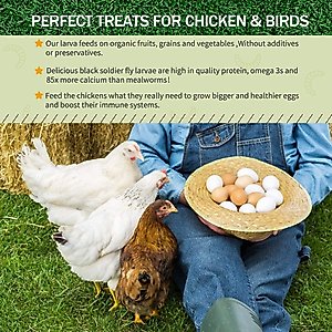Amzey Appetizing Bugs Premium Chicken & Bird Treats, 5.5-lb box