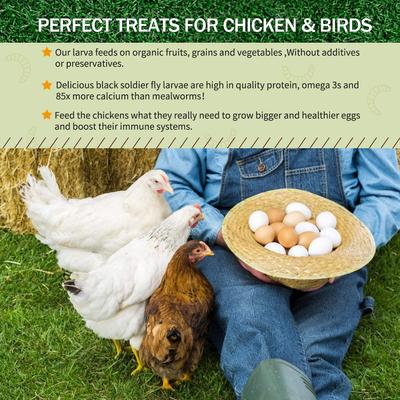 Show full view: Amzey Appetizing Bugs Premium Chicken & Bird Treats, 5.5-lb box slide 3 of 8