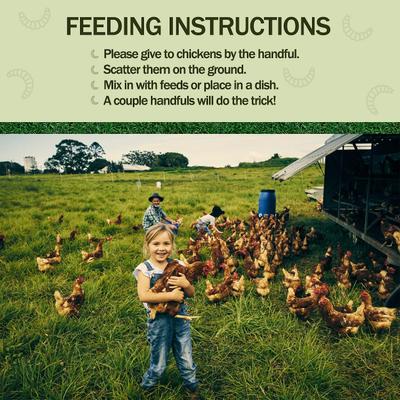 Show full view: Amzey Appetizing Bugs Premium Chicken & Bird Treats, 5.5-lb box slide 4 of 8