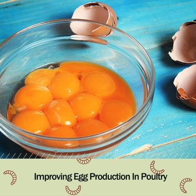 Show full view: Amzey Appetizing Bugs Premium Chicken & Bird Treats, 5.5-lb box slide 6 of 8