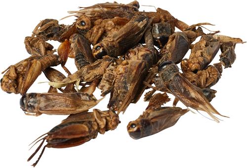 Show full view: Amzey Appetizing Dried Crickets Fish Food, 0.5-lb bag slide 2 of 2